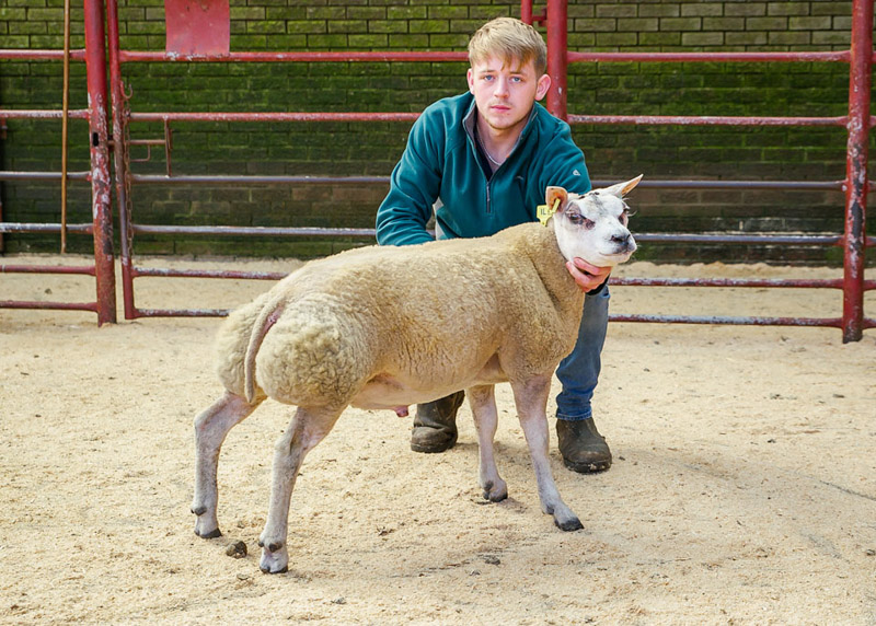 Lot 38 Champion Texel from J Runciman and Sons Allanshaws sold for 1000